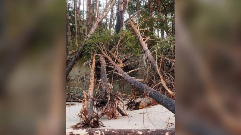 Балтийское море после штормов вплотную подошло к лесу Куршской косы Балтийское море после штормов вплотную подошло к лесу Куршской косы Общество