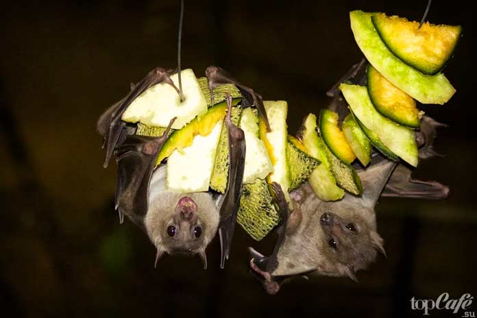 Интересные факты о летучих мышах: Обжоры