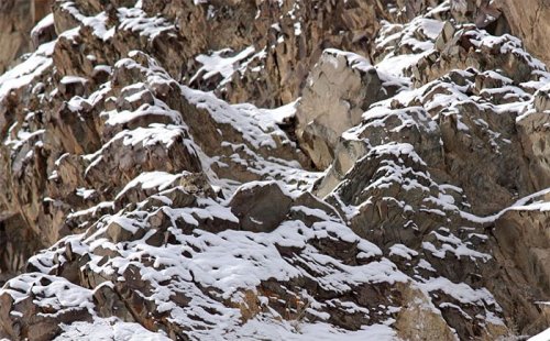 Животные, которые в совершенстве овладели искусством маскировки (28 фото) Животные, которые в совершенстве овладели искусством маскировки (28 фото)