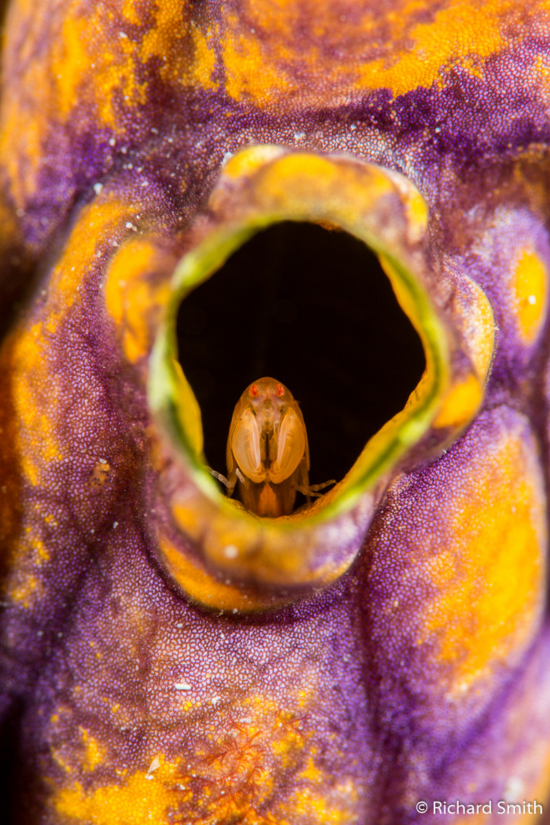 Победители Australian Geographic Nature Photographer of the Year 2019