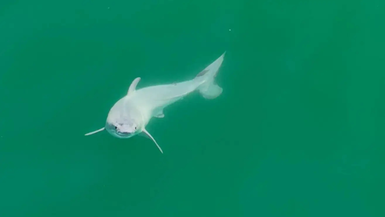 Впервые в истории: у побережья США сняли новорожденную белую акулу