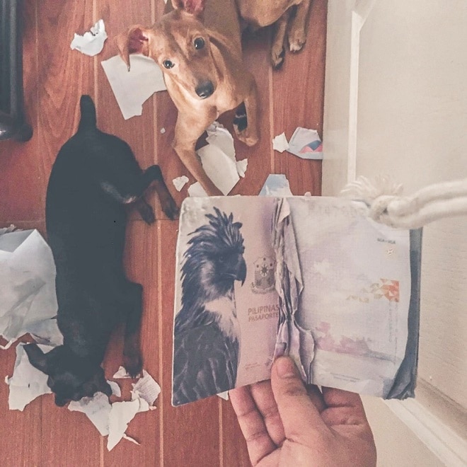 Паспорт и щенки