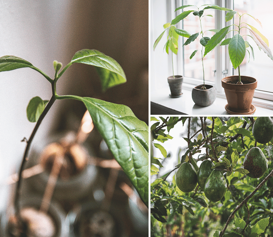 Как посадить авокадо из косточки в домашних условиях фото пошагово в горшке