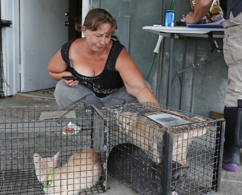 Спасительницу кошек и собак арестовали за организацию стихийного приюта во время наводнения Crazy's Claws N Paws, North Carolina, Tammie Hedge, животные, приют для бездомных