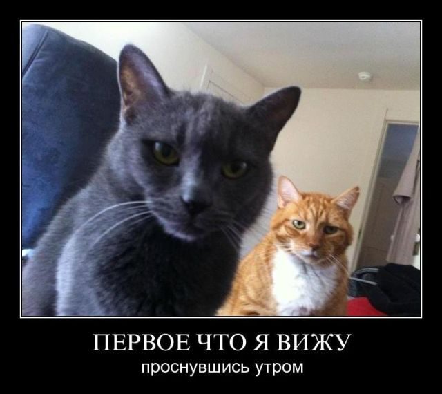 Лучшие демотиваторы!