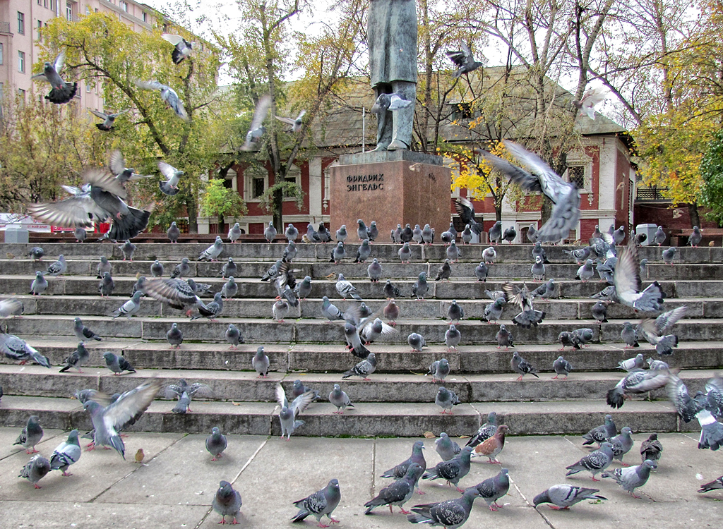 Голуби в москве. Голубятни в Измайлово. Голубятники Москвы. Сад Эрмитаж в Москве голубятня.