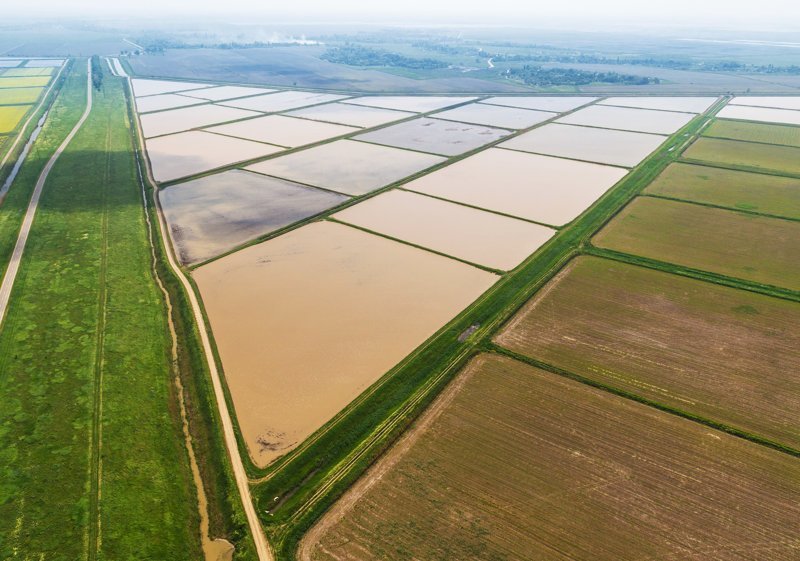 Как выращивают рис в России Сельское хозяйство России, производство, рис