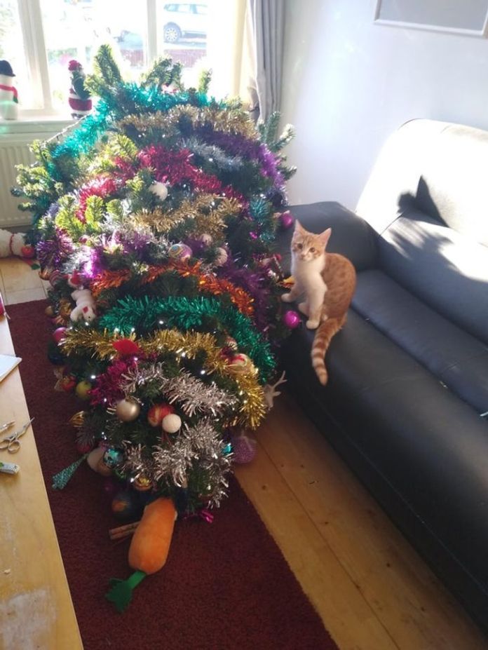 Без кота и жизнь не та