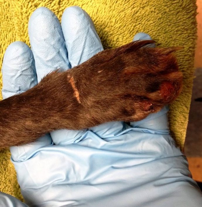 09-fox-trap-paw-wisconsin-e1510086317817-768x787