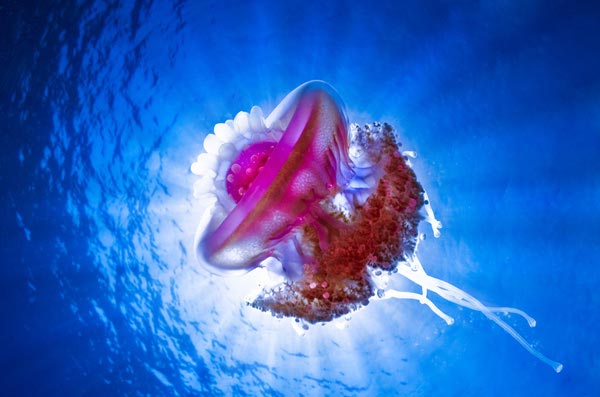 16 фотографий фантастических медуз животные