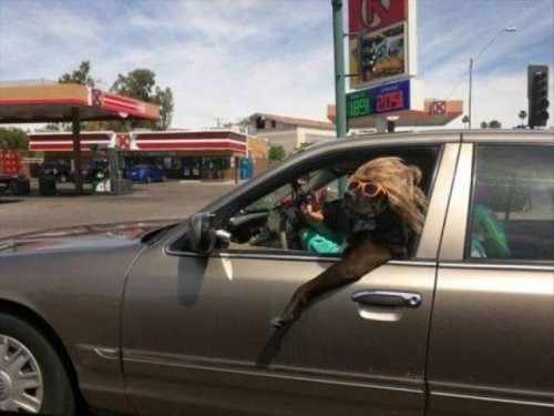 Очаровательные и забавные животные, которые вызовут улыбку и подарят позитив 