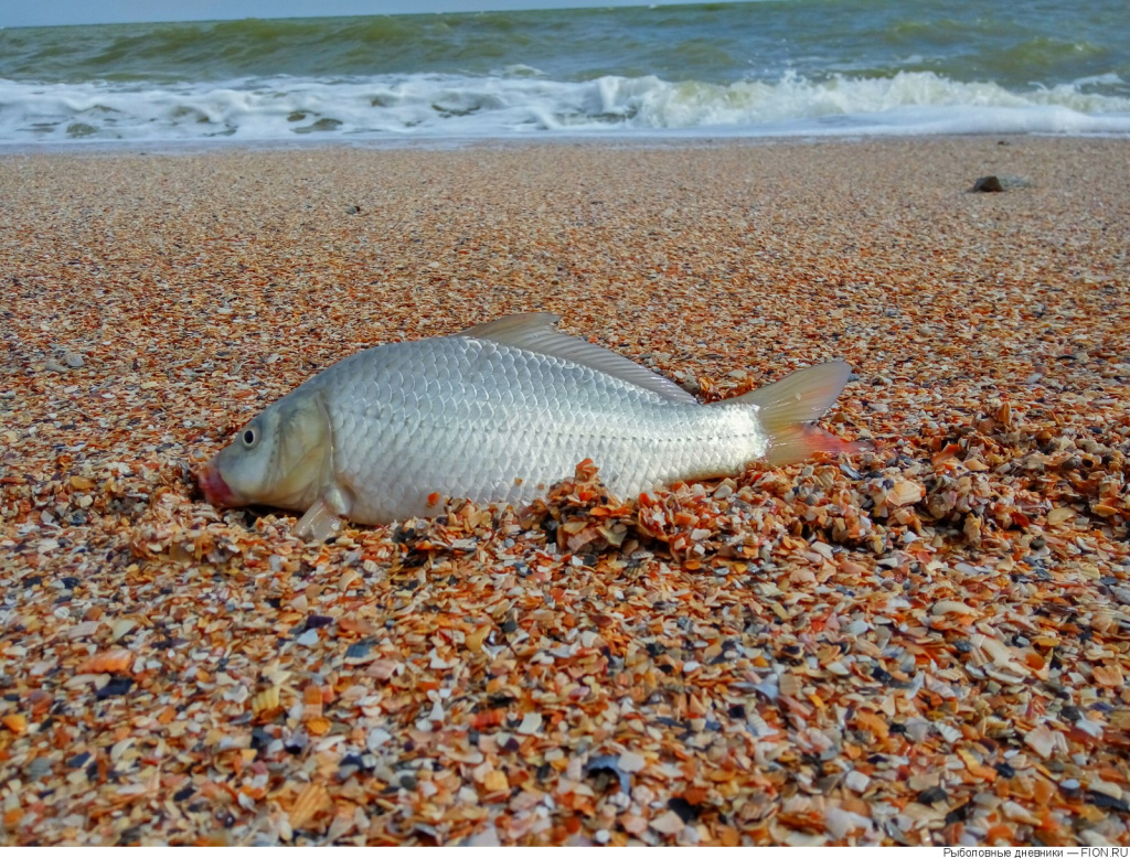 В Азовском море водятся речные рыбы, такие как судак, карась, щука