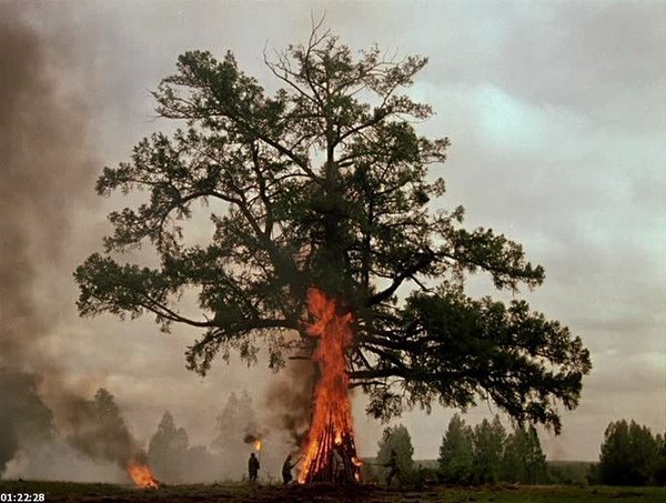 Лариса Шепитько: предсказание Ванги и проклятие векового дерева Лариса Шепитько: предсказание Ванги и проклятие векового дерева лариса шепитько