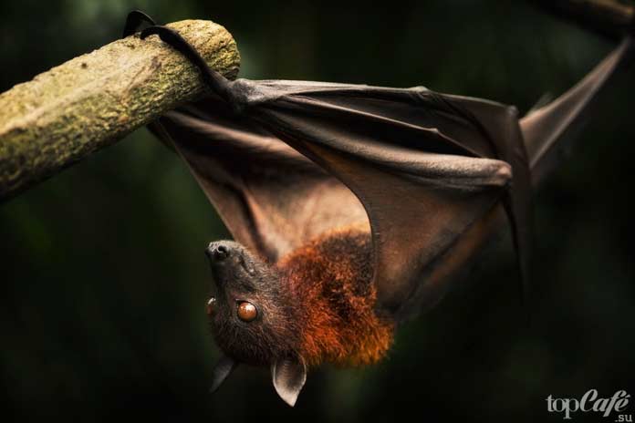 Тяжелый взлет