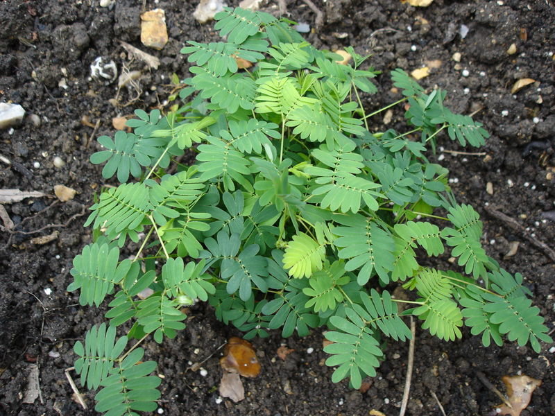 <em&gtMimosa pudica</em>, with its leaves open ... 