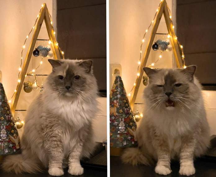 Без кота и жизнь не та