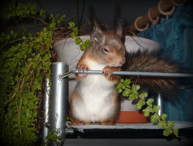 Животные, белка, позитив