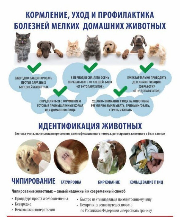 Занимательные и полезные шпаргалки о домашних питомцах