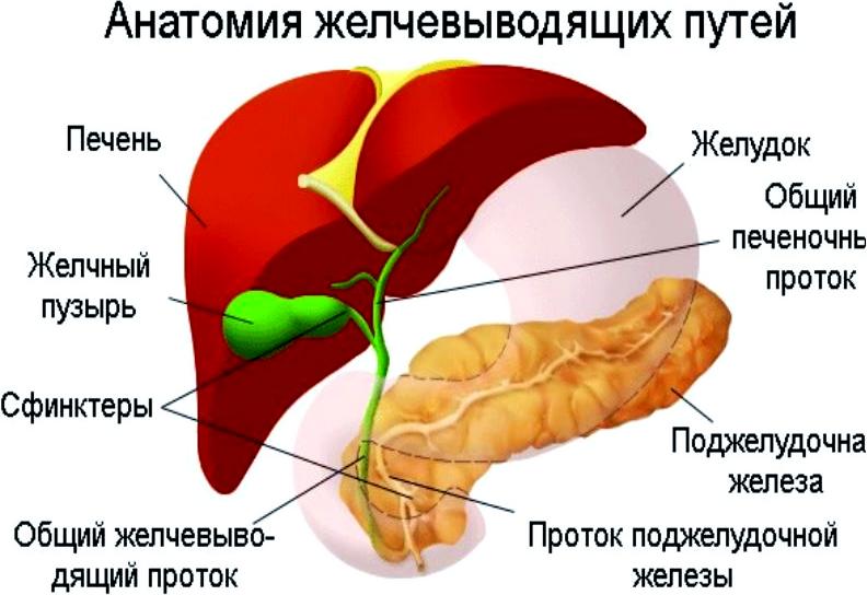 Расчищаем дорогу: упражнения от застоя желчи