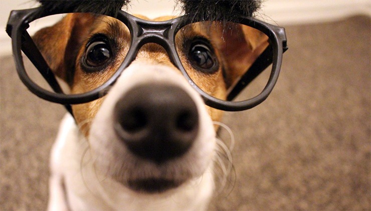 мир глазами собаки