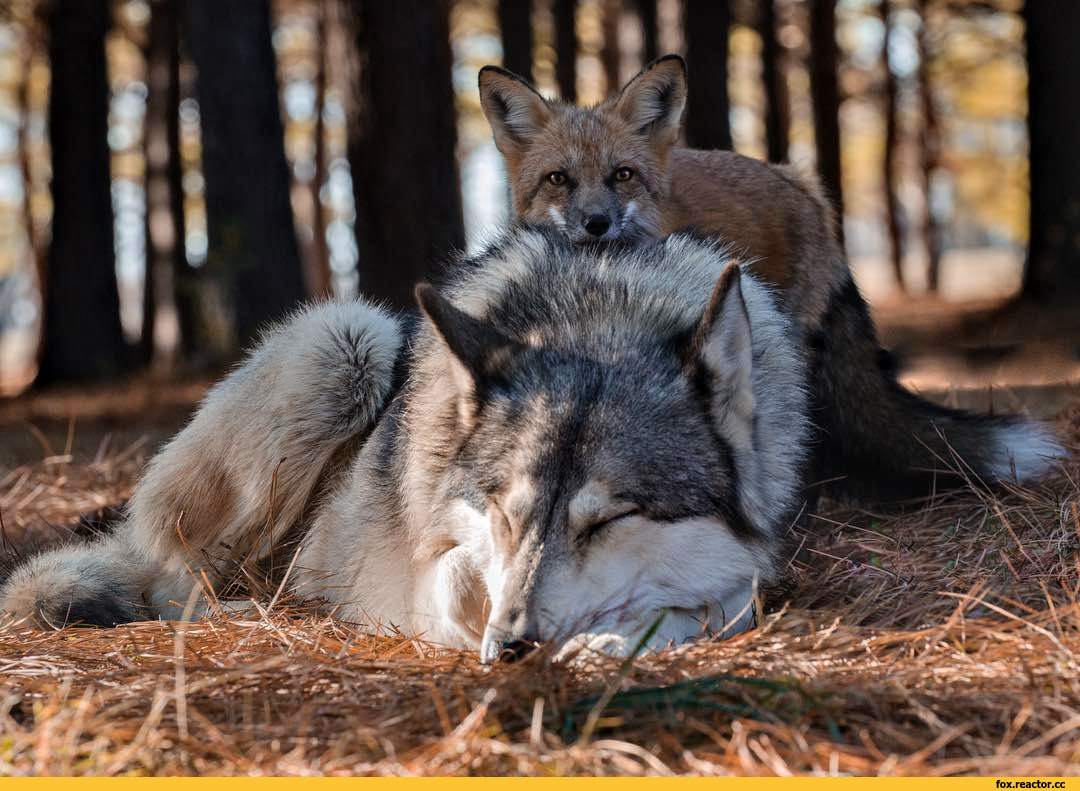 Лисы и волки в природе. Волк и лиса. Лис и волк. Лисы и волки. Лисенок и Волчонок.