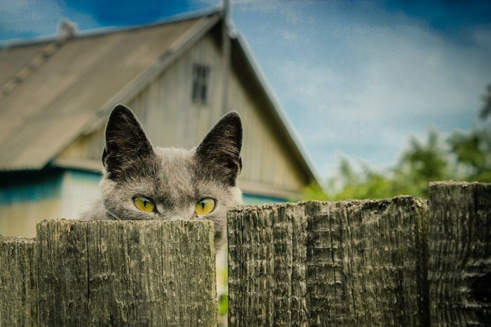 Забавные животные