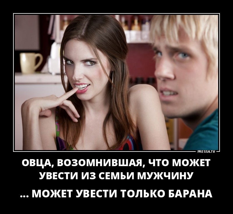 овца может увести только барана картинки