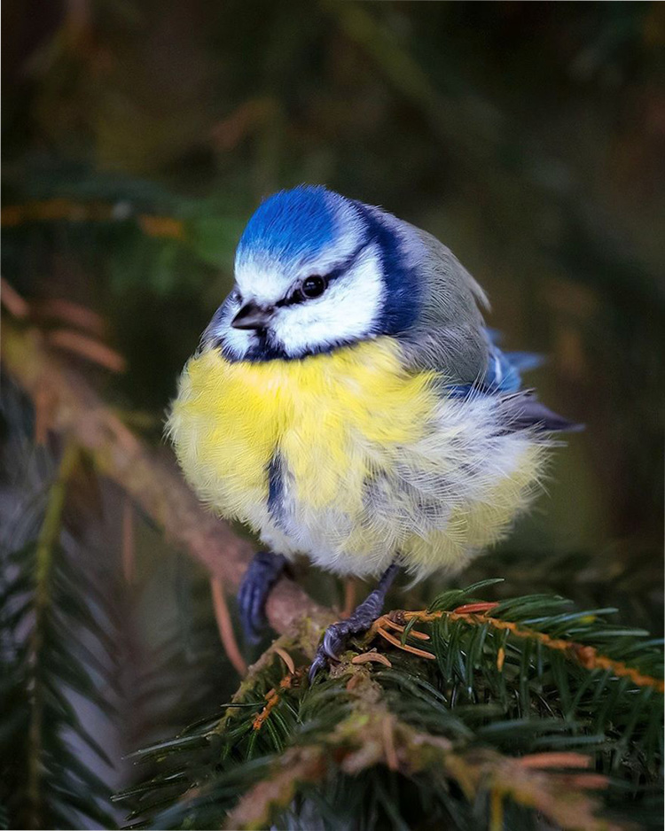    Angry Birds    7