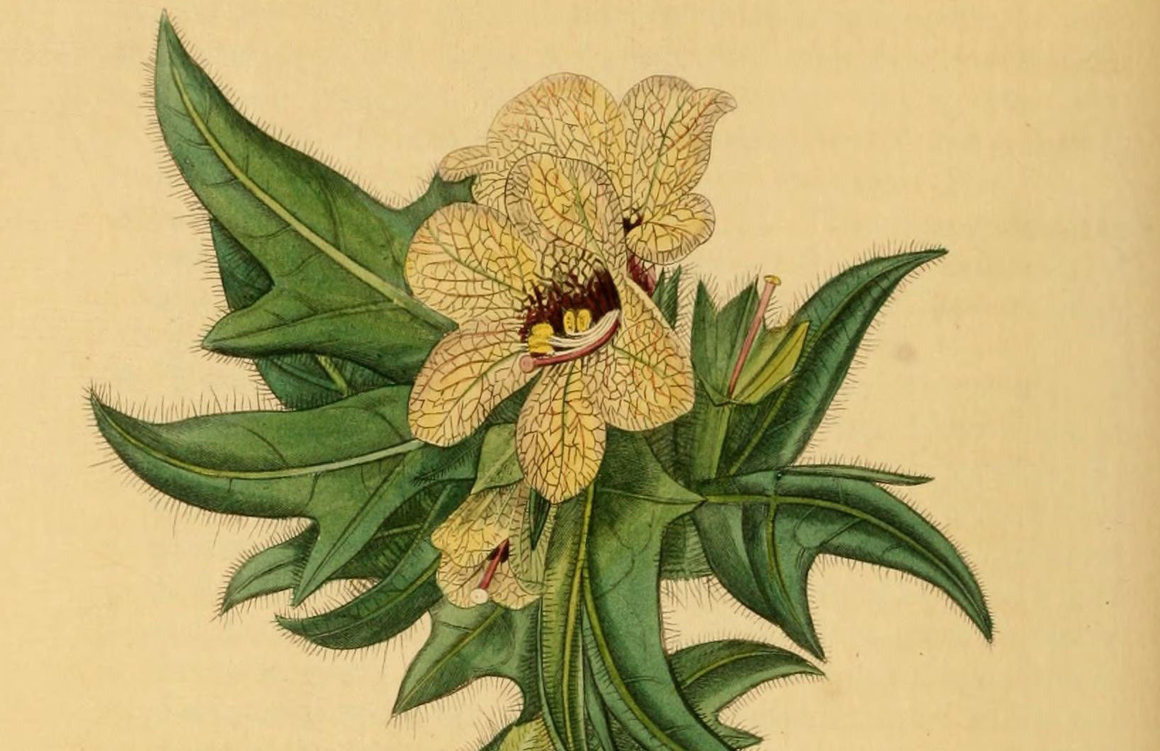 A 19th-century illustration of <em&gtHyoscyamus niger</em&gt.