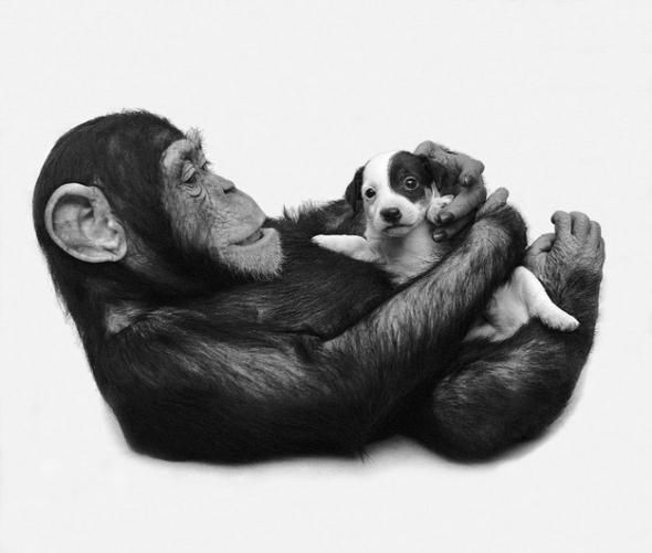 интересное, животные, фото