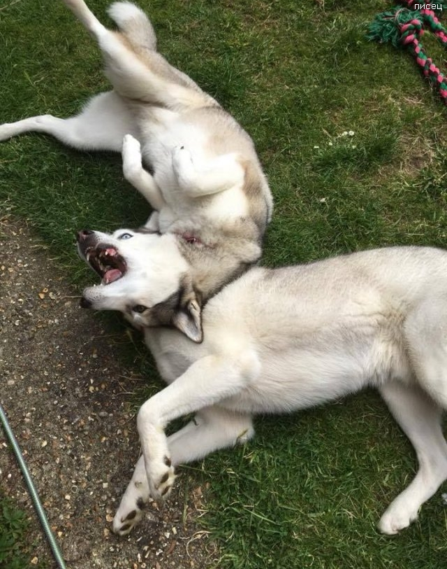 Офигенный обман зрения. Суперхит! Офигенный обман зрения. Суперхит! смешные картинки