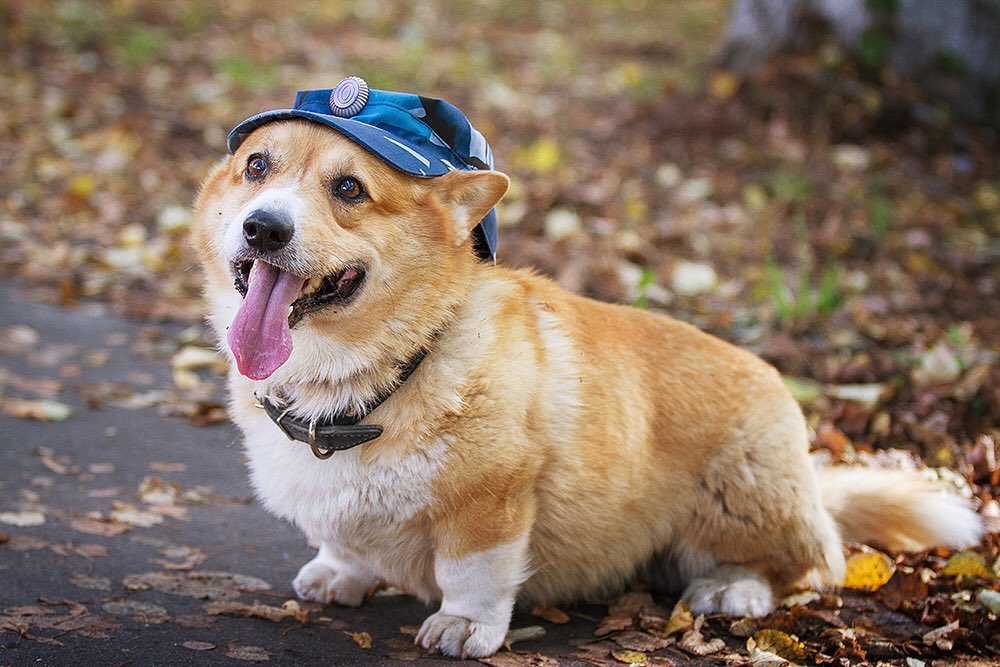 Хоть у него и короткие лапки, зато острый нюх: Рыжий 7,5 лет прослужил в полиции 