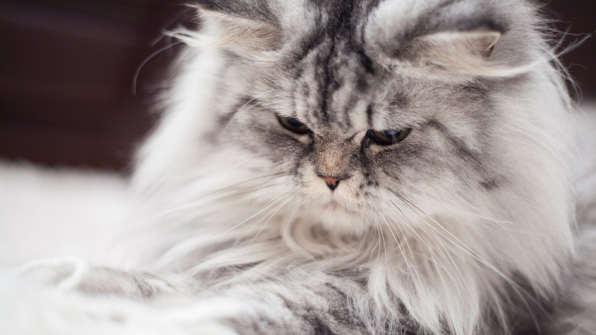 5 мифов о персидских кошках кошки, персы, могут, персидские, любят, светлых, самом, должном, только, играть, легко, Однако, кошек, достаточно, когдато, перса, царских, покоях, ароматному, привыкли