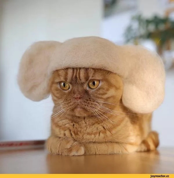 Семья из Японии начала делать шапочки своим котам рукоделие,творчество,хобби