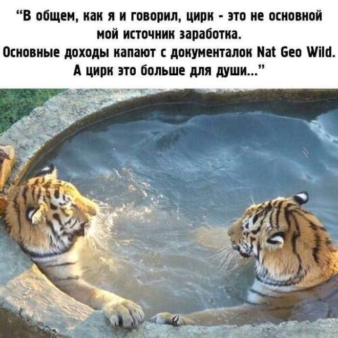 Анекдоты недели и клад 