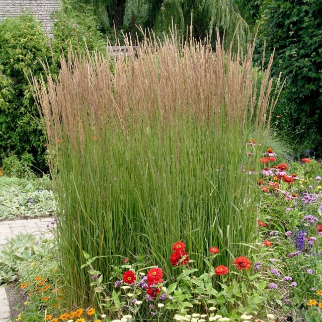 Вейник остроцветковый (Calamagrostis acutiflora)