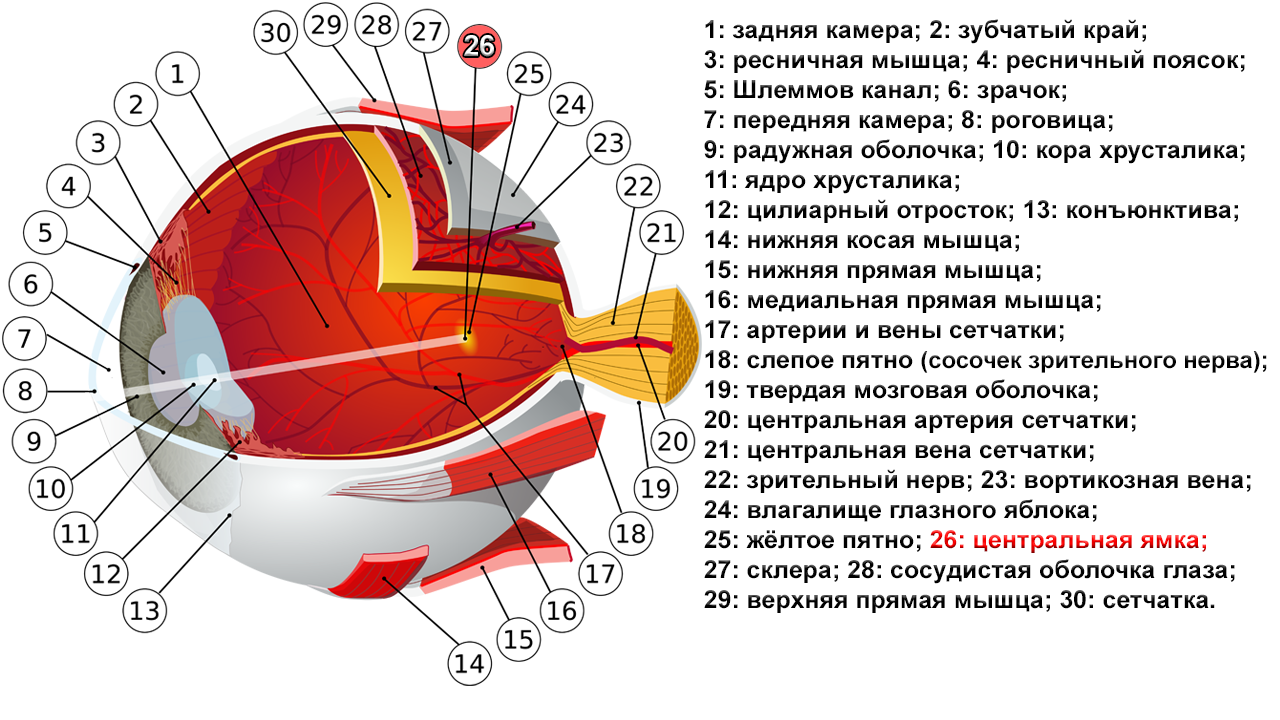 Участок сетчатки на который не падает изображение