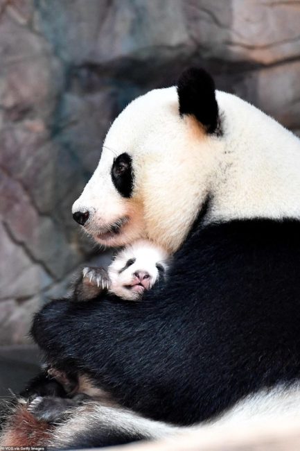 Смотрите как панда ласко нянчит своего детеныша