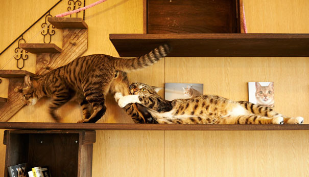 9. Когда жена не отпускает в командировку. котики, коты, кошки, любовь., чувства