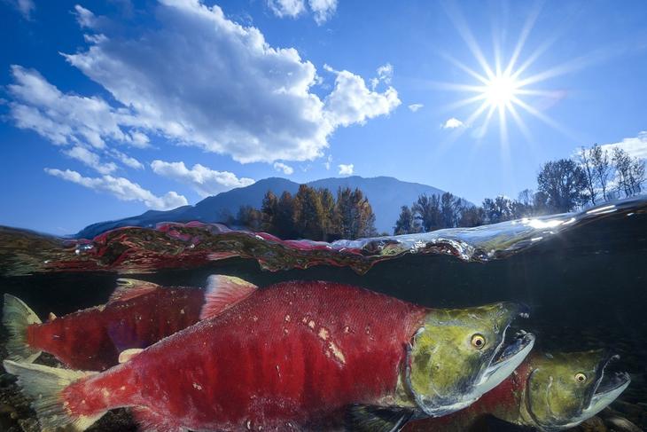 Дивный подводный мир в снимках призеров фотоконкурса Ocean Art 2018 Интересное