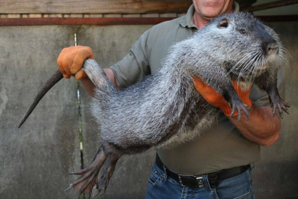 «Ужасная мышь» пакарана — редкий и ласковый зверь из Южной Америки