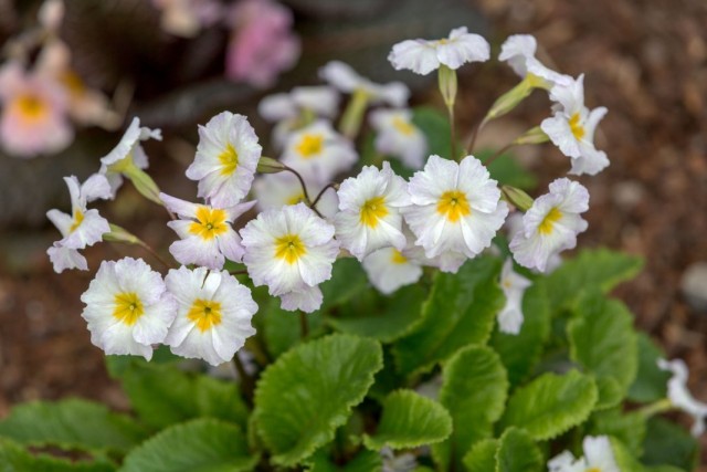Примула обыкновенная «Карригдайл» (Primula vulgaris 'Carrigdale')