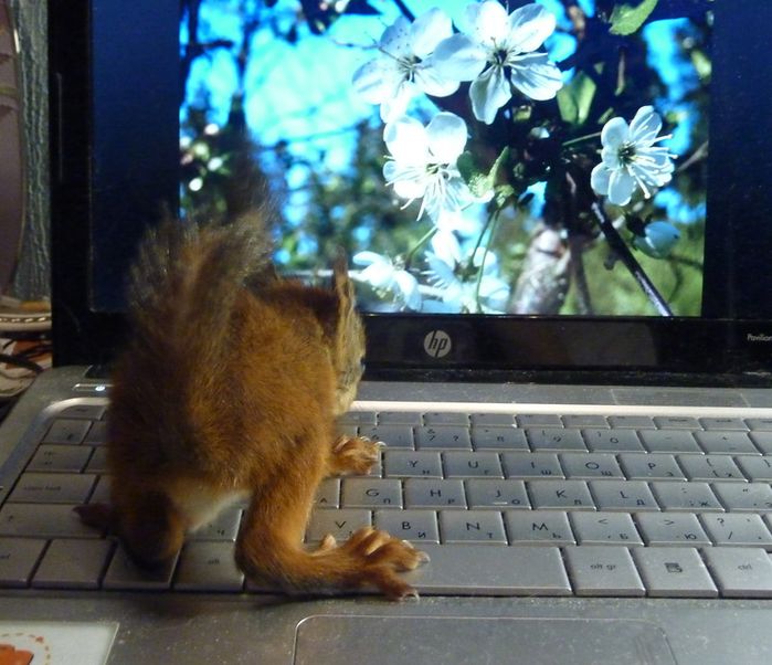 Животные, белка, позитив