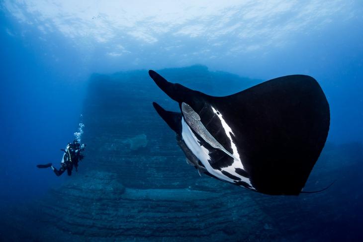 Дивный подводный мир в снимках призеров фотоконкурса Ocean Art 2018 Интересное