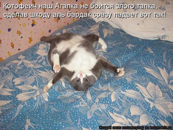 Котоматрица. Мысли вслух :)