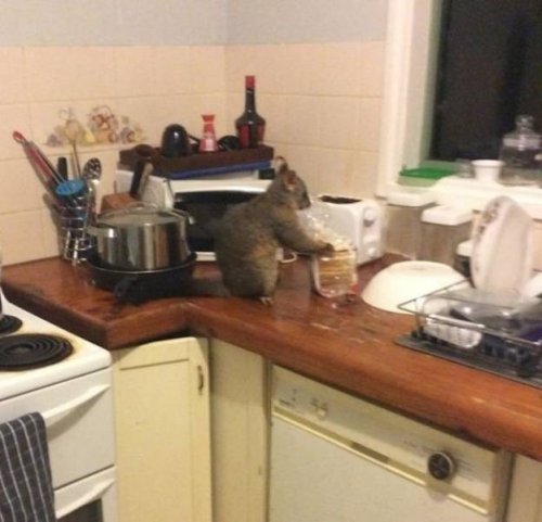 Прелестные животные, которые подарят вам улыбку 