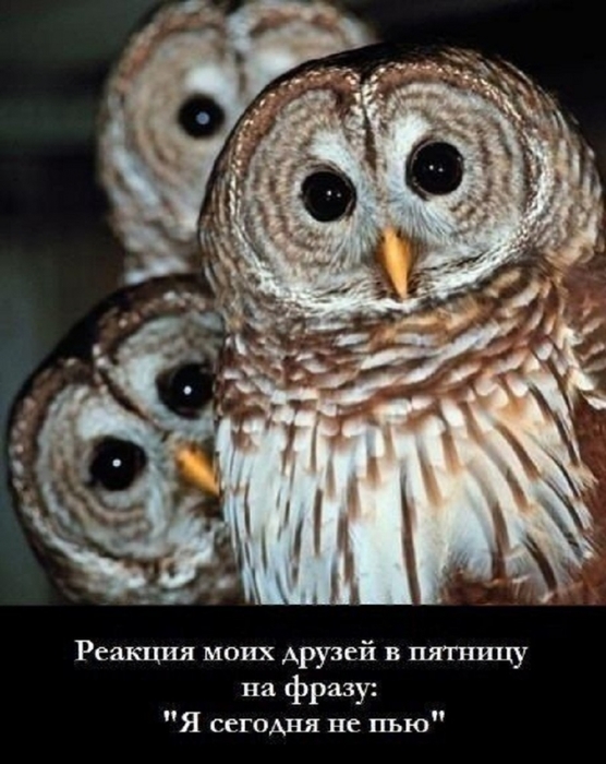 ВЕСЁЛЫЕ ЗВЕРЮШКИ ))) ВЕСЁЛЫЕ ЗВЕРЮШКИ ))) веселые картинки,животные,позитив,Смешные животные