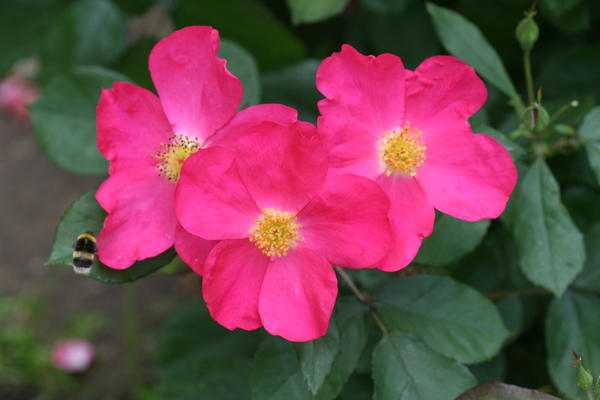&amp;lsquo;Rose of Picardy&amp;rsquo;