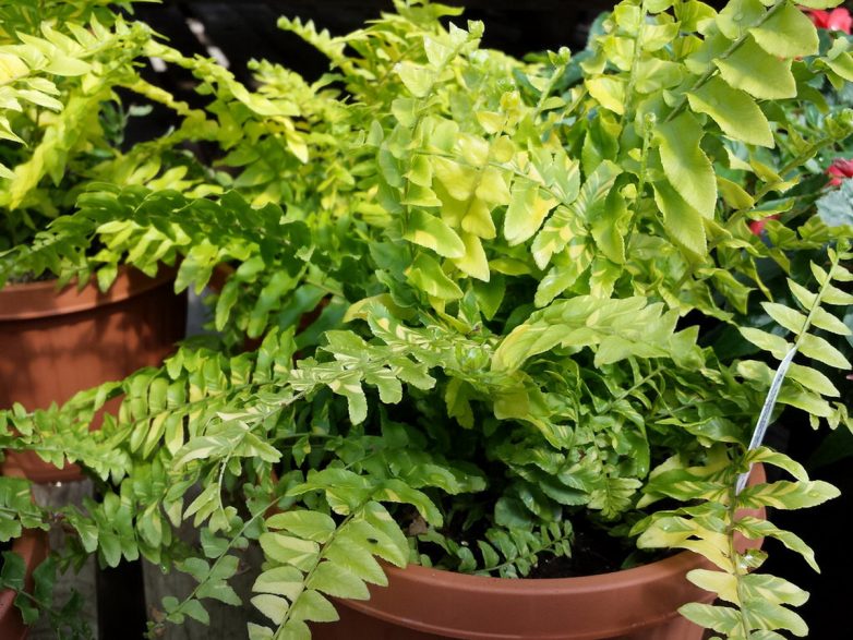 Домашние цветы, приносящие удачу и счастье