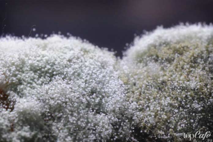 Плесень Тутанхамона